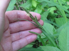Carex shortiana