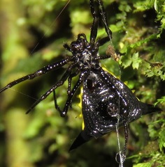 Micrathena pungens
