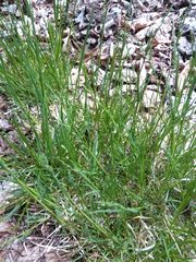 Poa alsodes