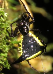 Micrathena pungens