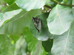 Catonephele acontius acontius