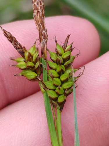 Image of Carex hostiana by (c) Ljaž, some rights reserved (CC BY)