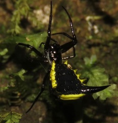 Micrathena pungens