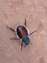 Paracotalpa granicollis