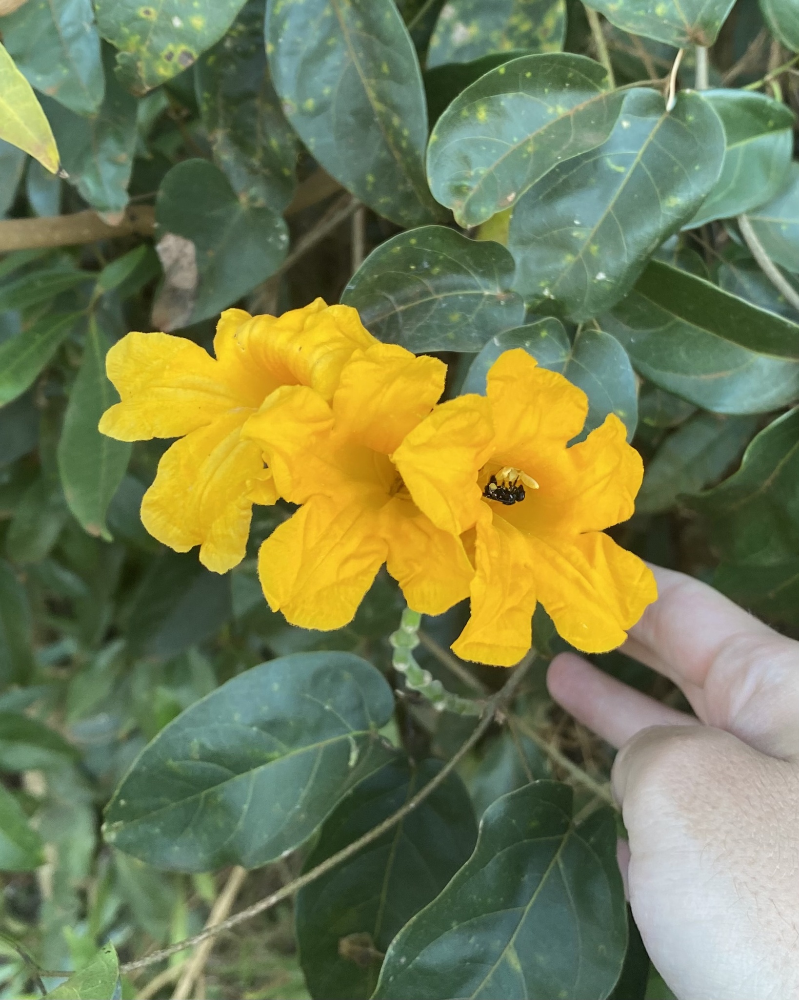 Adenocalymma marginatum