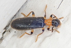 Cymatodera bicolor