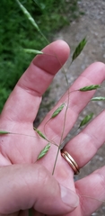 Bromus pubescens
