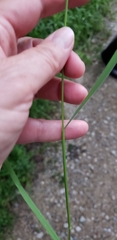 Bromus pubescens