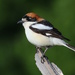 Woodchat Shrike - Photo (c) naturpel, some rights reserved (CC BY-NC), uploaded by naturpel