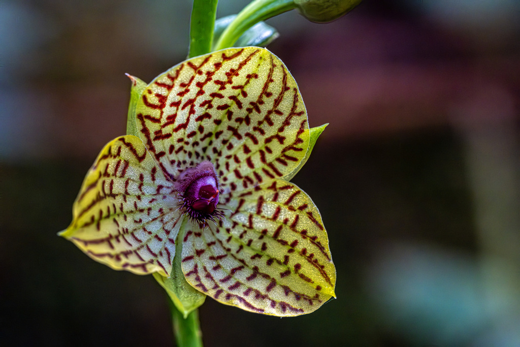 Telipogon tayacajaensis