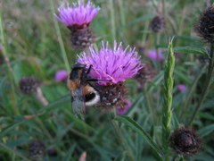 Volucella bombylans