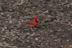 Cardinalis cardinalis