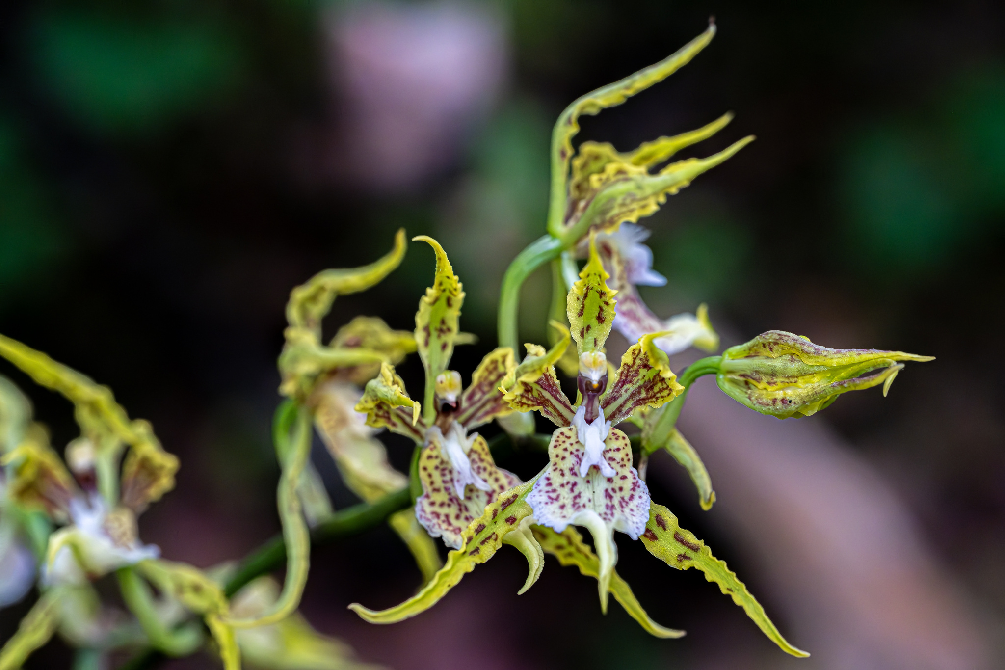 Cyrtochilum loesenerianum (Schltr.) Dalström 4