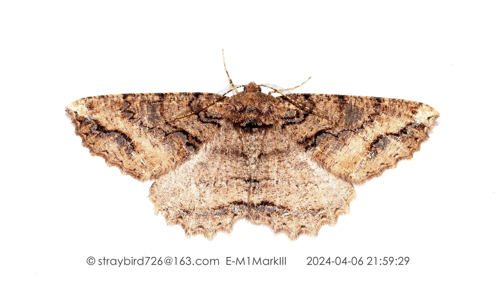 Cryptochorina