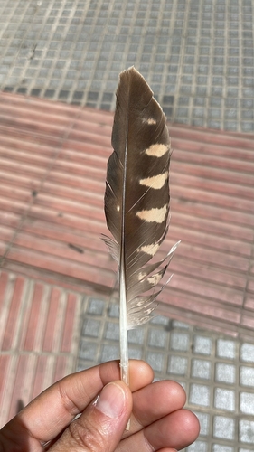 Avistamiento Halcón peregrino