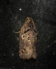 Cryptoptila crypsilopha