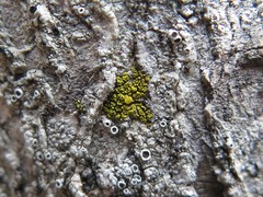 Candelariella lutella