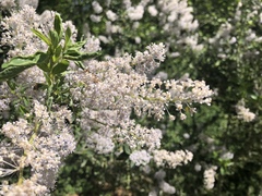 Ceanothus integerrimus