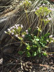 Valeriana arizonica