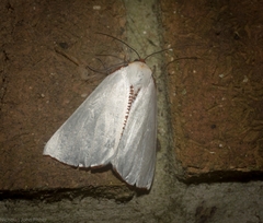 Thalaina selenaea