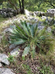Dioon edule