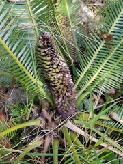 Dioon edule