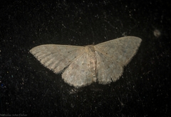 Idaea eretmopus