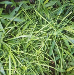 Cynosciadium digitatum