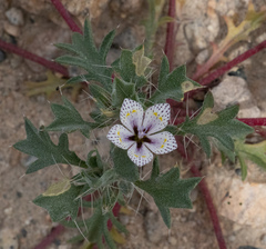 Langloisia setosissima