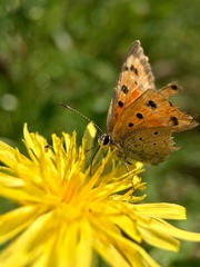 Lycaena phlaeas daimio