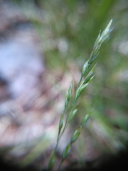 Poa alsodes