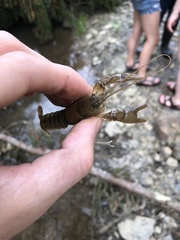 Cambarus carinirostris