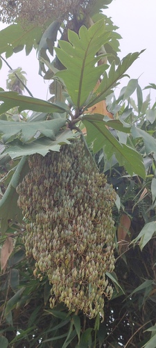 Bocconia frutescens