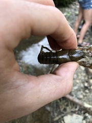 Cambarus carinirostris