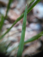 Poa alsodes