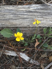 Viola purpurea quercetorum