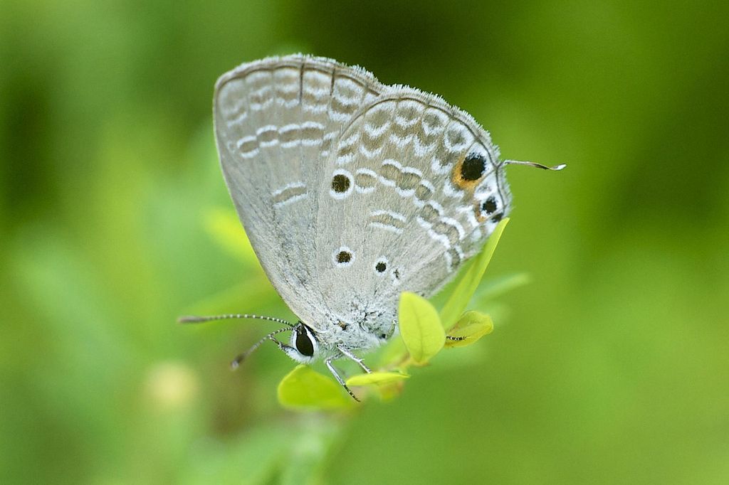 Gram Blue (Butterflies around Sangli, Maharashtra. ) · iNaturalist