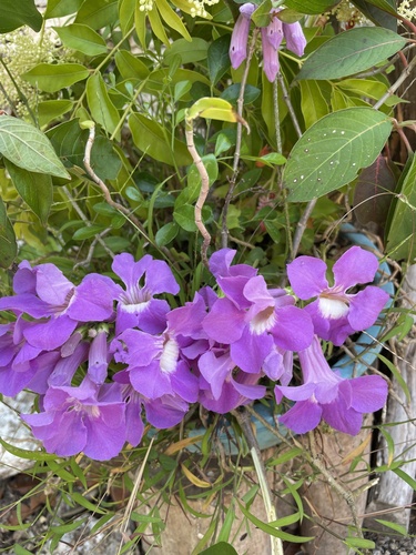 Foto de Cipó-de-alho