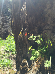 Aquilegia elegantula