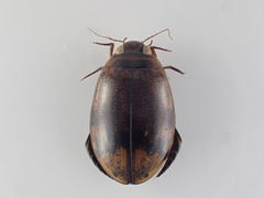 Thermonectus circumscriptus