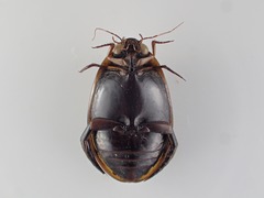 Thermonectus circumscriptus