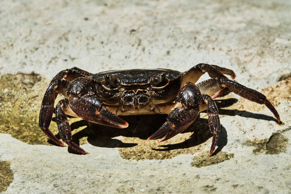 Bieberstein's freshwater crab