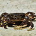 Iberian Freshwater Crab - Photo (c) lugachev_vitaly, some rights reserved (CC BY), uploaded by lugachev_vitaly
