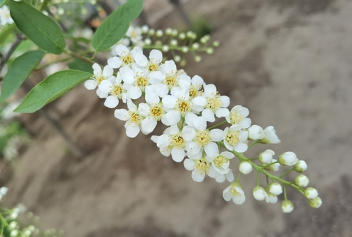 bird cherry