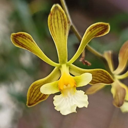 Encyclia papillosa, photograph 4