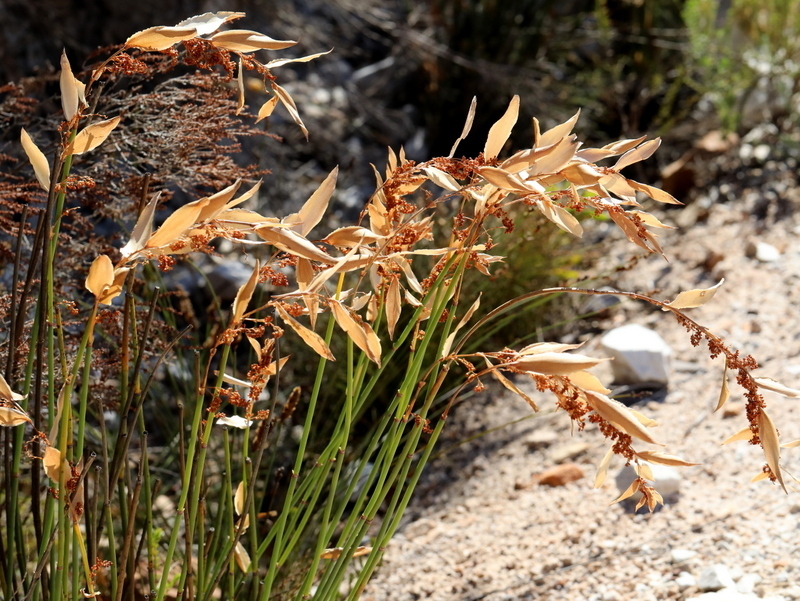 Elegia neesii