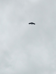 Sarcoramphus papa image