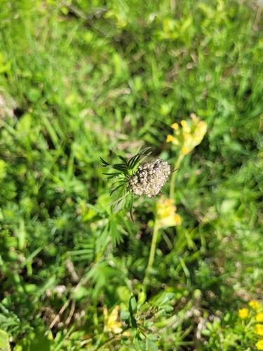 Image of Valeriana stolonifera by (c) Bobo-X, some rights reserved (CC BY)