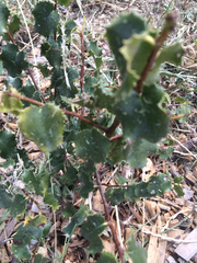 Prunus ilicifolia ilicifolia