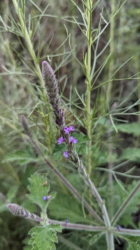 iNaturalist observation photo of western vervain